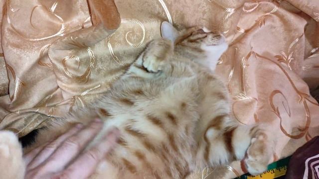 Рыжуля уснул на спине / Домашний тигр?