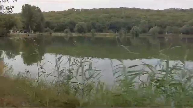 Карп МАФИЯ