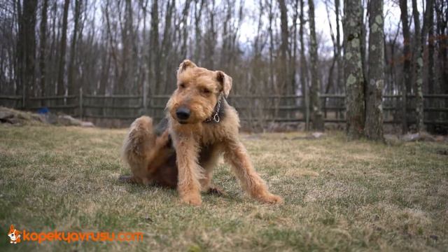 Airedale Terrier Köpek Yavrusu Özellikleri Nelerdir?