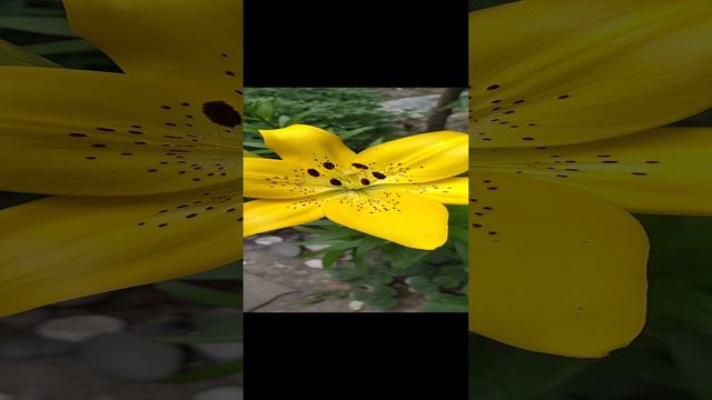 Жёлтый цветок Мичурина