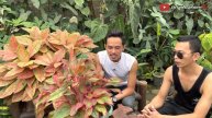 Sultan muda tanaman hias di Magelang Fahri Orchid
