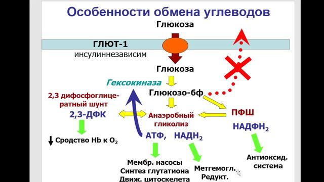 Частная биохимия. Клетки крови. Часть 1. 2023