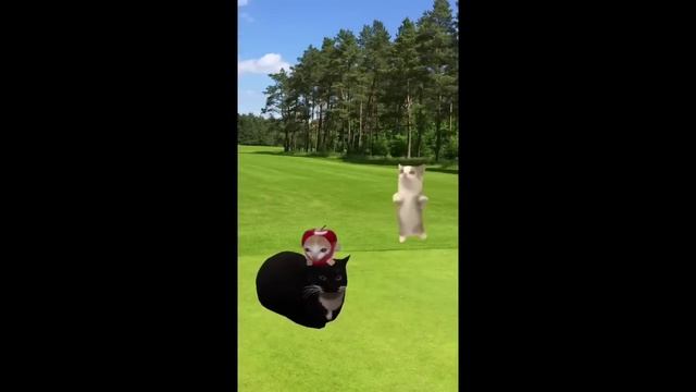 Happy Cat Series • Happy and Banana cat Videos #009  #happycats #funny