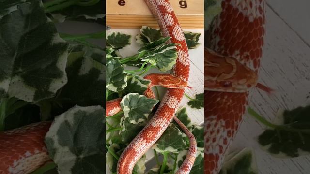 Змейка, лягушка и бородатая агама играют в шахматы