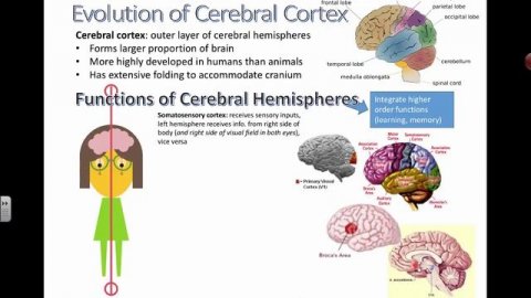 Cerebral Cortex and Functions (IB Biology)