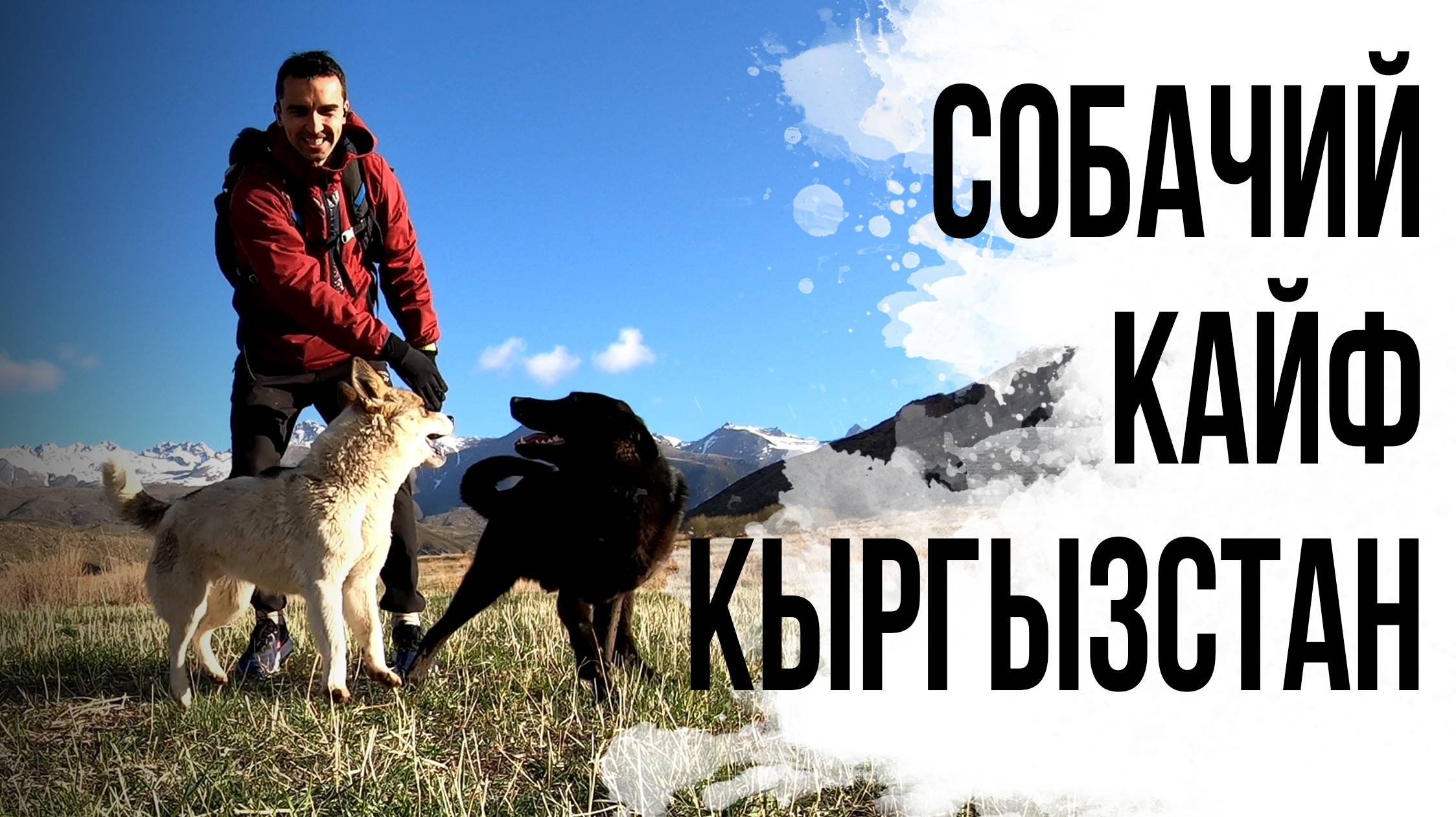 27 ИЗ КЕНИИ НА СБОРЫ В КЫРГЫЗСТАН. Бег и тренировки с собаками в горах. Бостери.