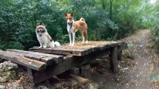 Живительная свежесть. Лео, Джоли и грибной дождик...