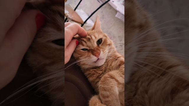 Рыжий котик