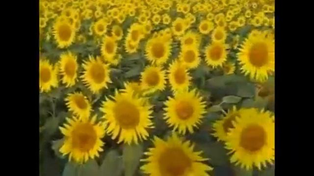 Cancin Ho'oponopono en espaol por Eduardo Hernandez wmv