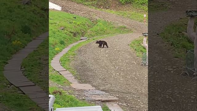Гуляющего у канатной дороги медведя заметили в горах Сочи
