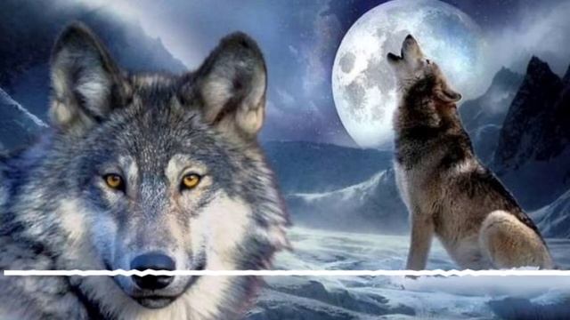 Sound of wolf (Қасқырдың ұлуы)