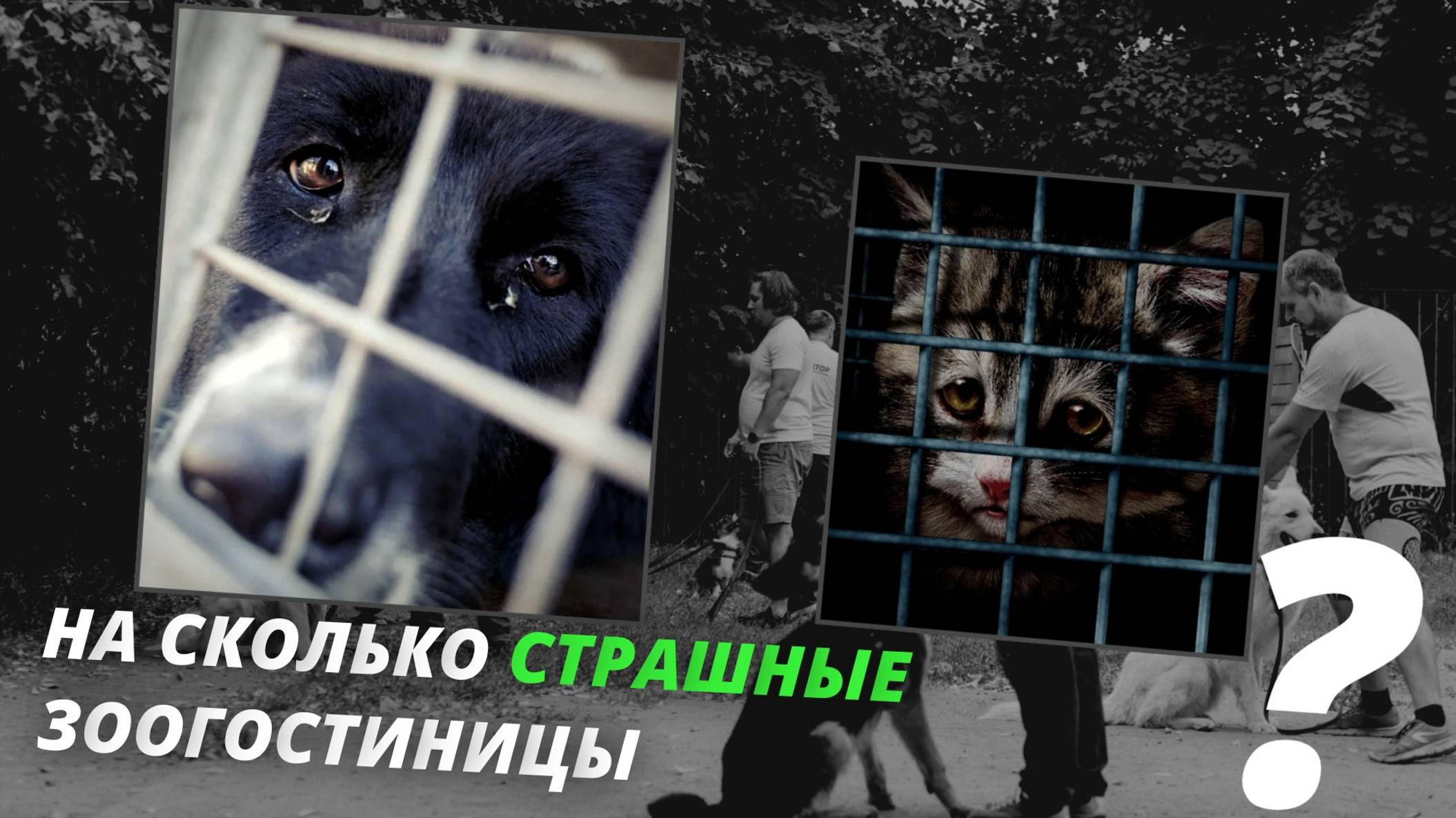 Гостиница для животных - так ли страшно?