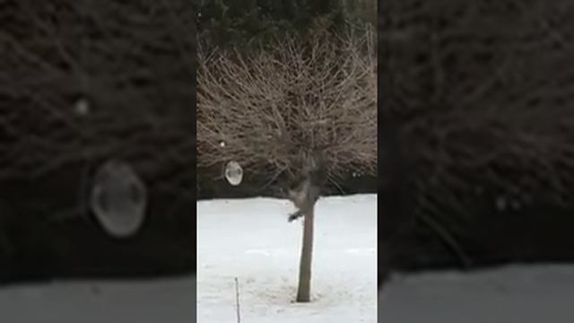 Кот учится лазить по деревьям
