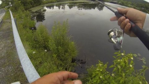 Fishing for Crappies from the side of road using Gulp Minnows