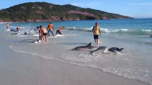 Туристы за несколько минут спасли от гибели стаю дельфинов.