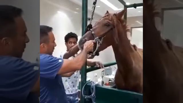 Лошадям тоже чистят зубы