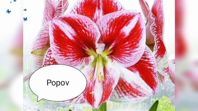 Сорта Амариллисов.Фотоподборка с названиями.