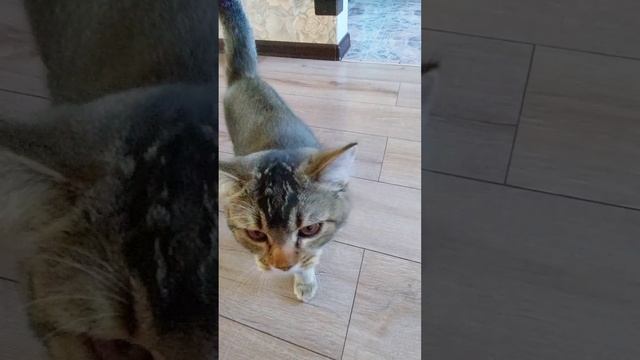 Красивый котик.