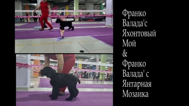 Щенки русского черного терьера (рчт), первая выставка