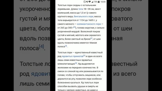 рубрика опасный мир- толстый лори