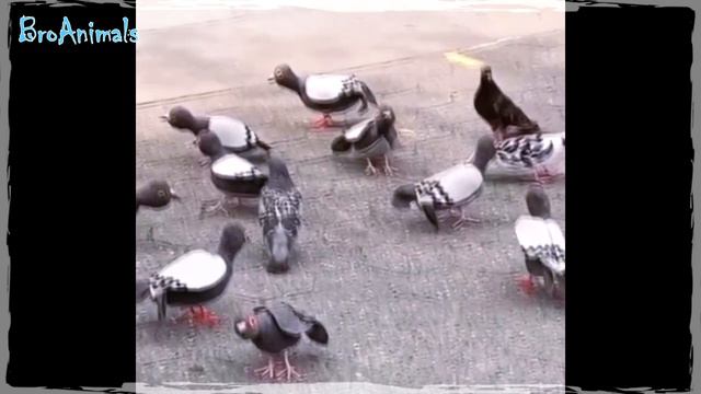 СМЕШНЫЕ ЖИВОТНЫЕ 2020 😂ЛУЧШИЕ ПРИКОЛЫ С ЖИВОТНЫМИ 👍СМЕШНЫЕ СОБАКИ 🐶 КОШКИ 🐈 #725