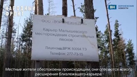 Воронежцы пожаловались на вырубку сосен в Малышевском лесу