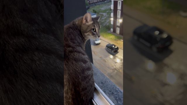 Кот и окно