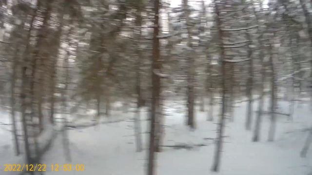охота с русской гончей  день поиска-10 мин. гона