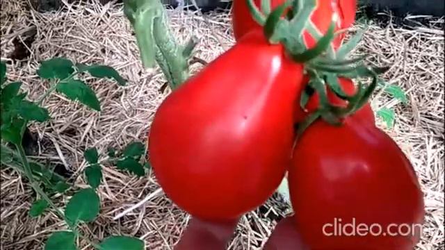 Как добиться одновременного дружного созревания томатов