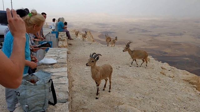Goats IN NEGEV DESERT - ISRAEL - TOURIST DESTINATION