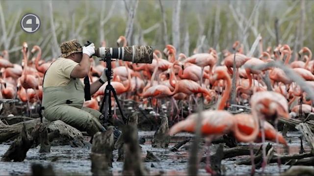 Бердвотчинг