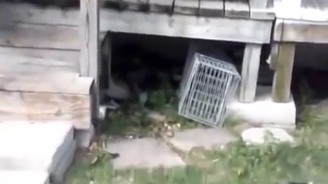 Приколы с котами - чудик