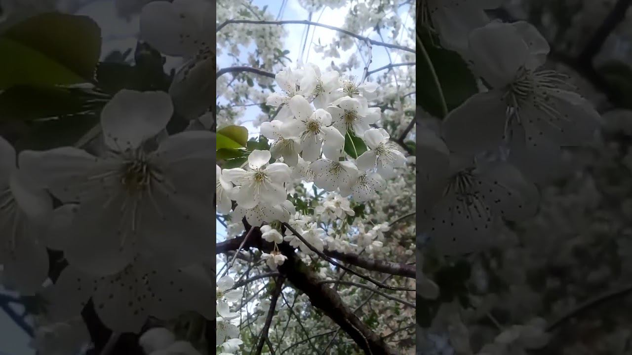 Красивые интересные цветы вишни Beautiful interesting cherry flowers 美丽有趣的樱花 美しい興味深い桜の花 아름다운 흥미로운 벚꽃