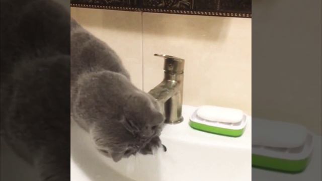 Как кот Фёдор умывался
