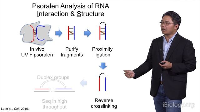 Howard Chang (Stanford, HHMI) 2: LncRNA Function at the RNA Level: Xist