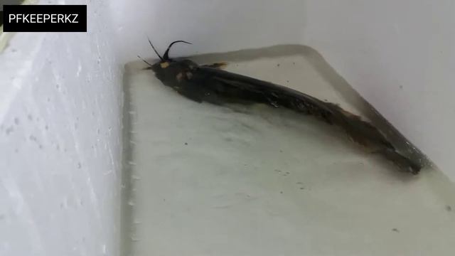 (Clarias gariepinus, L-181) Клариас, номерные сомы, книги и железные дороги))