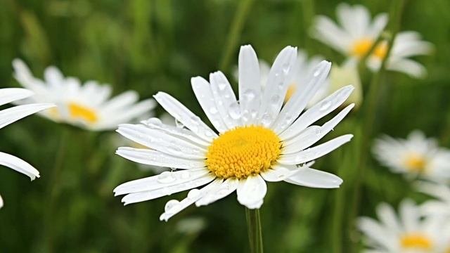 Peaceful Acoustic Guitar With Beautiful Flowers Soothing Guitar Music For Relaxation.