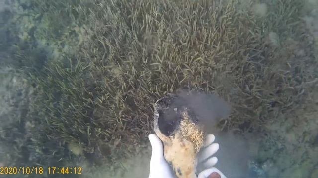 Крупная ракушка в средиземном море. 18.10.20