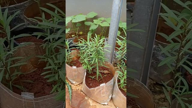 daun tarragon