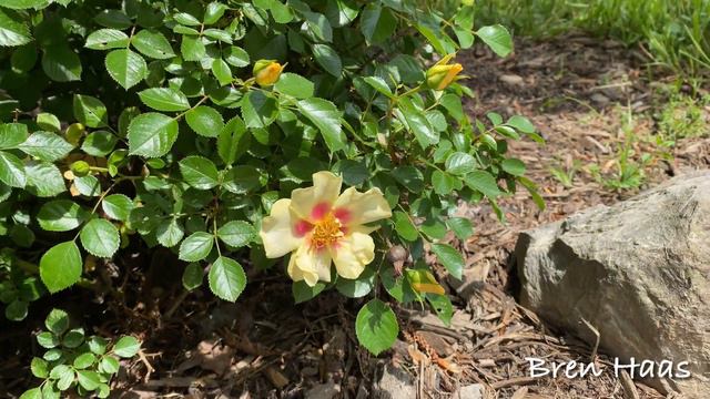 Rose Ringo Fragrant Rose Shrub