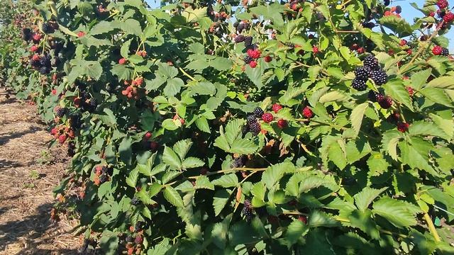Ежевика Чачанска Бестерна / Урожайность сорта впечатляет