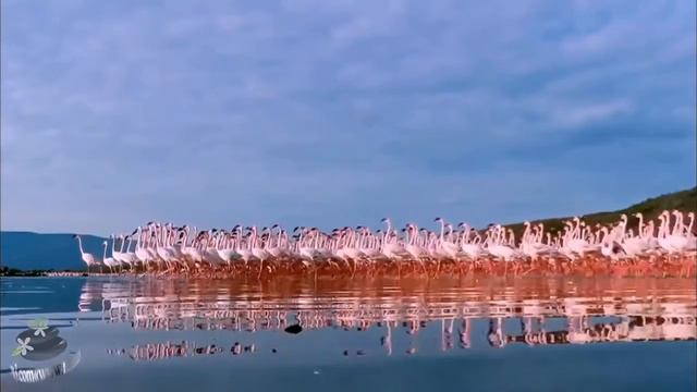 Олег Скрипка   Вiдрада