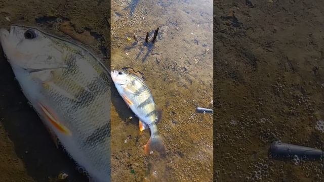 Клюнул на первом забросе... рыбалка окунь