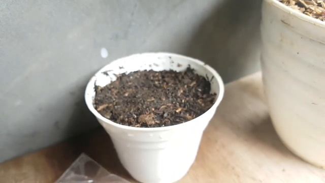 HOW TO GROW YEW PLUM PINE "PODOCARPUS" FROM SEED
