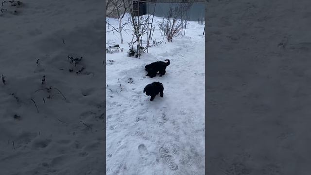 Щеночки на прогулке.