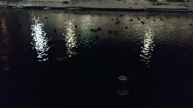 Звуки природы. Утки на пруду? Relax. Снятие стресса. Поднятие настроения.