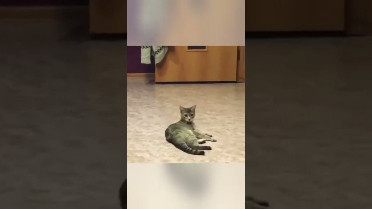 Freestyler