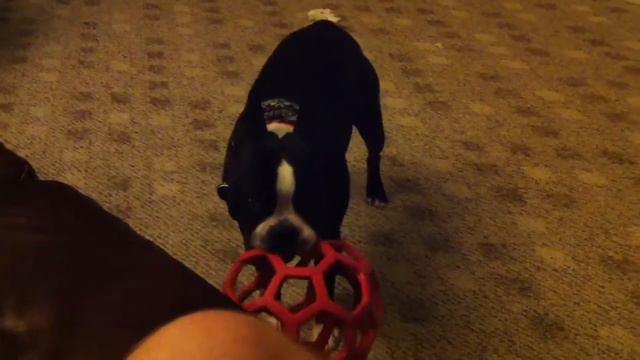 Crazy Boston Terrier