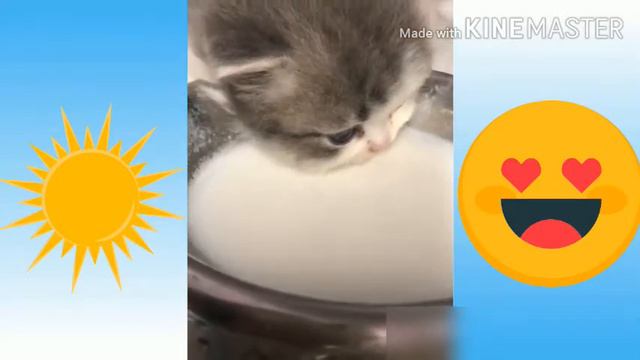 Я РЖАЛ ЦЕЛЫЙ ЧАС / СМЕШНЫЕ ЖИВОТНЫЕ / ТЕСТ НА ПСИХИКУ / ПОПРОБУЙ НЕ ЗАСМЕЯТЬСЯ / ЛУЧШЕ ПРИКОЛЫ #2