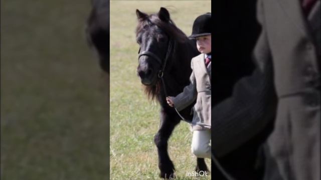 Самые Крохотные ЛОШАДКИ на планете; Голоса и звуки животных; Животные вокруг нас